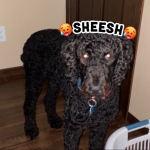 Meet your Posher, Byron